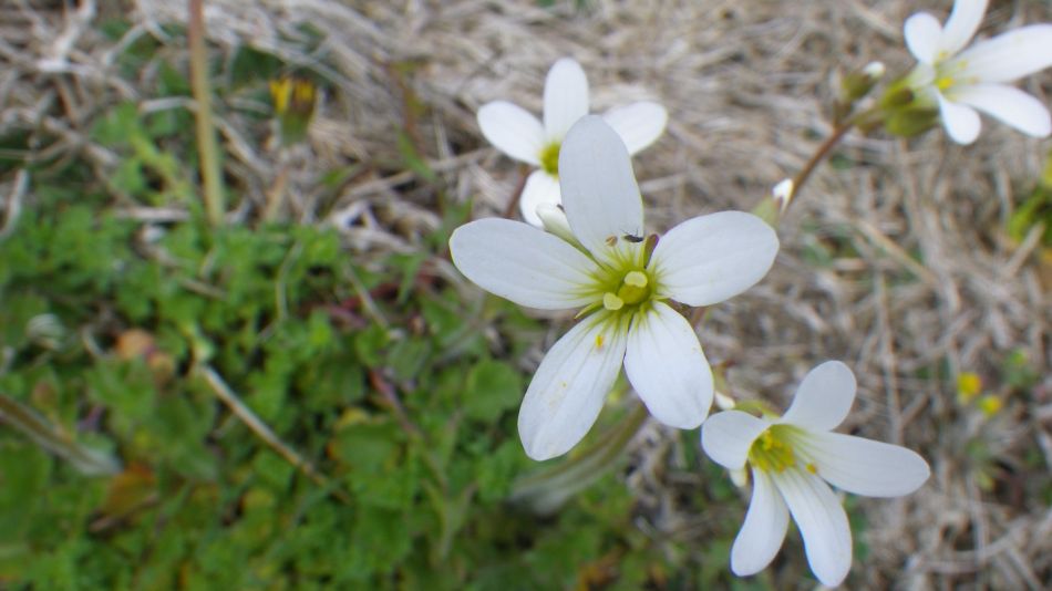 2019-04-29 19 Meadow Saxifrage.JPG